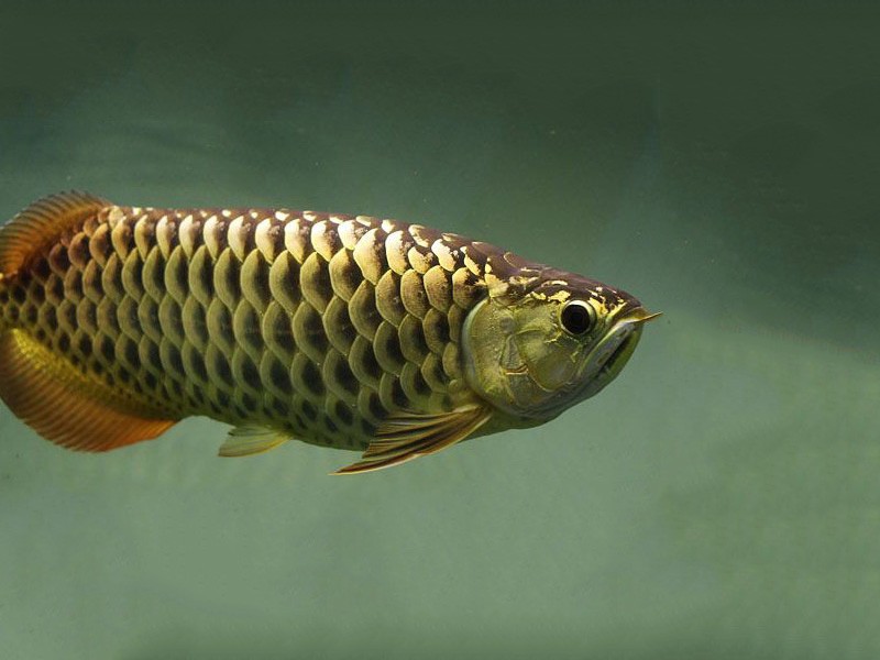 Tawau Golden Arowana with chocolate base