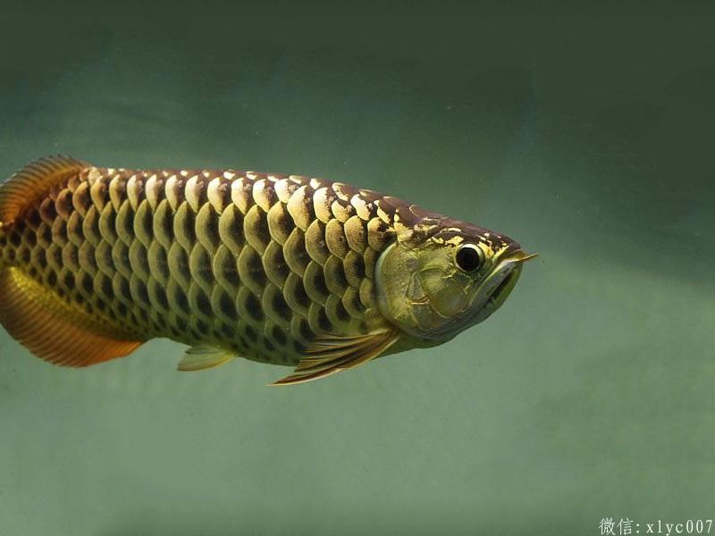 Tawau Chocolate Arowana