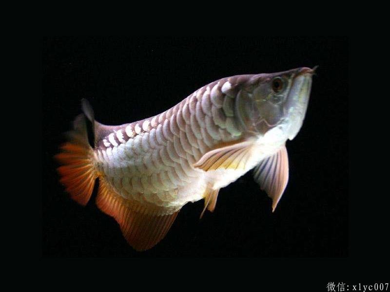 Tawau High-back Arowana